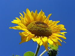 FLOWER ARTICLE